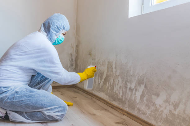 Licensed Mold Testing service in Norwood, NY - WQB Mold Removal
